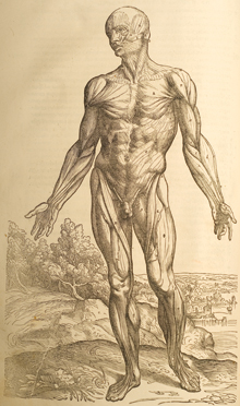 Vesalius image