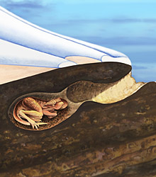 Drawing of a dinosaur in a burrow
