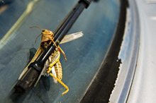 Grasshopper stuck on windshield