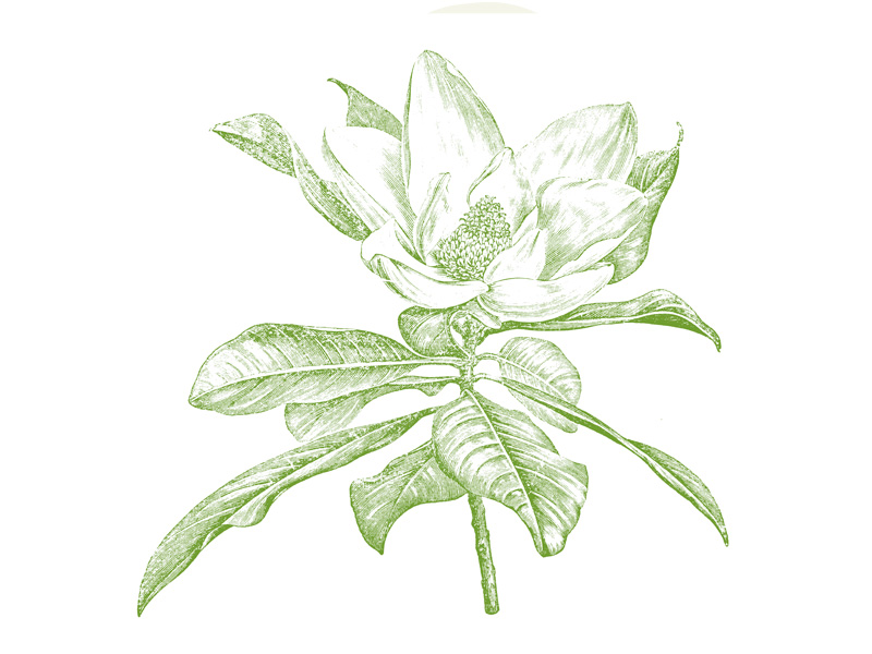 an illustration of a magnolia branch with leaves 